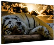 Tablou tigrul dormind (90x60 cm)
