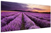 Tablou - Câmp de lavandă la apus de soare (120x50 cm)