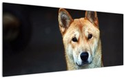 Tablou cu câine (120x50 cm)