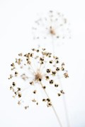 Fotografie Dried Flower_2_natural, Studio Collection