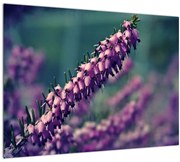 Tablou cu lavanda (70x50 cm), în 40 de alte dimensiuni noi