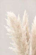 Fotografie Pampas Grass Grey 03, Studio Collection