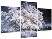 Tablou - Albă ca Zăpada Copac (90x60 cm)