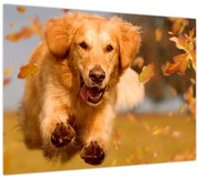 Tablou pe sticlă - Golden Retriever (70x50 cm)