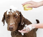 Perie de silicon cu dozator de sampon pentru spalat animale de companie