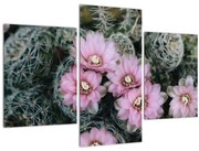 Tablou floare de cactus (90x60 cm)