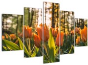 Tablou - florile lalelelor (150x105 cm)
