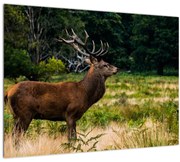 Tablou cu cerb (70x50 cm)