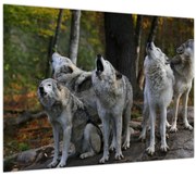 Tablou pe sticlă - Lupii de pe stâncă (70x50 cm)
