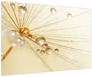 Tablou - Fotografie macro de păpădie (90x60 cm)