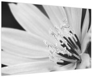 Tablou - Floare albă și neagră (90x60 cm)
