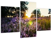 Tablou - Câmp cu lavandă (90x60 cm)