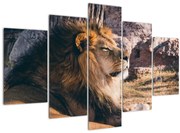 Tablou cu leul dormind (150x105 cm)