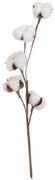 Plantă uscată (înălțime 55 cm) Cotton – Casa Selección