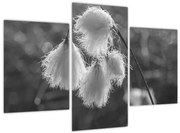 Tablou - Iarba de bumbac (90x60 cm)