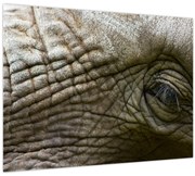 Tablou - Prim-planul ochiului de elefant vechi (70x50 cm)