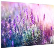Tablou pe sticlă - Lavandă în strălucirea soarelui (70x50 cm)