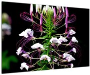 Tablou cu floare (90x60 cm)