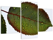 Tablou - Frunze de trandafir (90x60 cm)