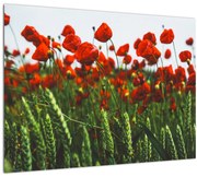 Tablou - Maci în vânt (70x50 cm)