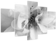 Tablou - Floare,alb-negru (150x105 cm)