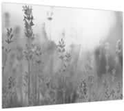 Tablou pe sticlă - Lavanda (70x50 cm)