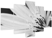 Tablou - Floare albă și neagră (150x105 cm)