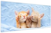 Tablou - Pisicuțe adormite (120x50 cm)