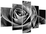 Tablou - Trandafir,alb-negru (150x105 cm)
