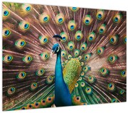 Tablou - Păun (70x50 cm)