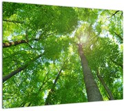 Tablou pe sticlă - Lunca (70x50 cm)