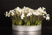 Aranjament floral mediu design LUX BIG PHALEANOPSIS DISK