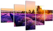 Tablou cu câmp de lavanda (125x70 cm), în 40 de alte dimensiuni noi