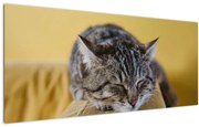 Tablou cu pisica pe fotoliu (120x50 cm)