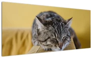 Tablou cu pisica pe fotoliu (120x50 cm)