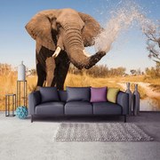 Fototapet - Elefant (254x184 cm)