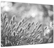 Tablou pe sticlă - Iarbă moale bej N⁰1 (70x50 cm)