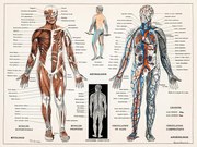 Ilustrație Antique Illustration of the Human Nervous & Muscular System