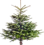 Brad natural de Craciun Nordmann Natural 100-150 cm