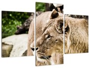 Tablou cu leoaică (90x60 cm)