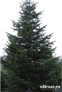 Brad natural de Craciun nordmann TOP PREMIUM 450-500 cm
