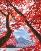 Fotografie Mt.fuji is in the autumn leaves, Makiko Samejima