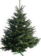 Brad natural de Craciun Nordmann Premium 175-200 cm