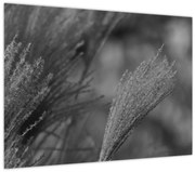 Tablou pe sticlă - Iarbă de pampas uscată (70x50 cm)