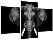 Tablou - Elefant pe fundal negru (90x60 cm)