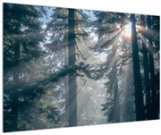 Tablou cu copaci și soarele translucind (90x60 cm)