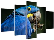 Tablou cu papagal (150x105 cm)