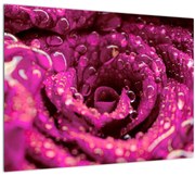 Tabloul cu floarea trandafirului roz (70x50 cm)