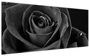 Tablou - Trandafir roșu aprins (120x50 cm)