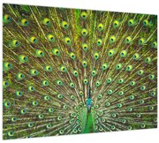 Tablou pe sticlă - Peacock (70x50 cm)